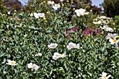 ROMNEYA COULTERI