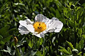 ROMNEYA COULTERI