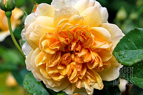 ROSA_ENGLISH_MUSK_PORT_SUNLIGHT