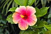 HIBISCUS ROSA-SINENSIS, (CHINESE HIBISCUS)