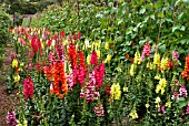 ANTIRRHINUM AND CLIMBING BEANS AT THE LOST GARDENS OF HELIGAN