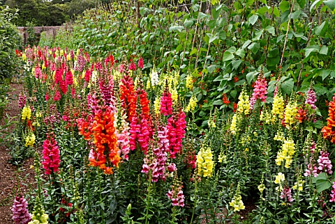 ANTIRRHINUM_AND_CLIMBING_BEANS_AT_THE_LOST_GARDENS_OF_HELIGAN