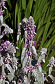 STACHYS BYZANTINA