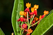 ASCLEPIAS CURASSAVICA