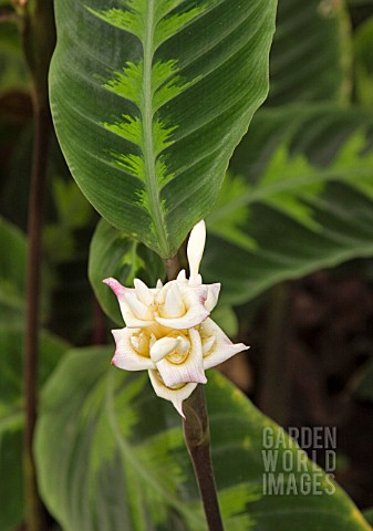 CALATHEA_WARSCEWICZII