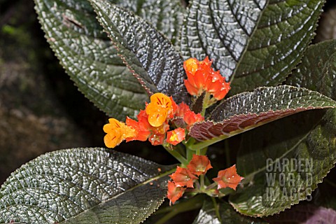 CHRYSOTHEMIS_PULCHELLA