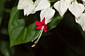 CLERODENDRUM THOMSONIAE