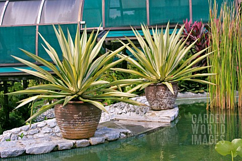AGAVE_ANGUSTIFOLIA_IN_CLAY_POTS
