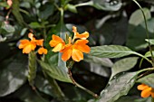 CROSSANDRA INFUNDIBULIFORMIS