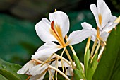 HEDYCHIUM CORONARIUM