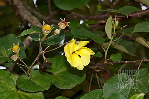 HIBISCUS_TILIACEUS