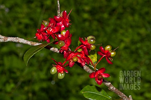 OCHNA_SERRULATA