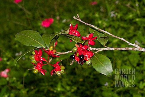 OCHNA_SERRULATA