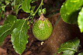 PASSIFLORA EDULIS, (PASSION FRUIT- UNRIPE)