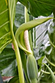 ALOCASIA MACRORRHIZOS FLOWER