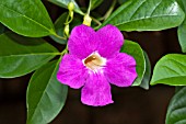 THUNBERGIA ERECTA