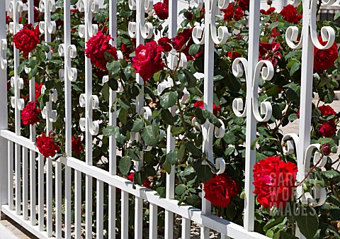 ROSE_GARDEN