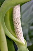 ALOCASIA MACRORRHIZOS DETAIL OF FLOWER