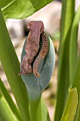 ALOCASIA MACRORRHIZOS FERTILIZED FLOWER AND SWELLING SEED POD