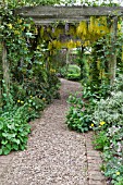 PERGOLA WITH LABURNUM AND WISTERIA  AT BARNSDALE GARDENS