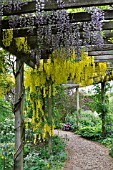 PERGOLA WITH LABURNUM AND WISTERIA  AT BARNSDALE GARDENS