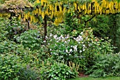 PERGOLA WITH LABURNUM AND WISTERIA  AT BARNSDALE GARDENS