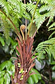 TREE FERN, DICKSONIA