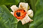 ALOCASIA MACRORRHIZOS SPLIT SEED POD WITH ORANGE SEEDS