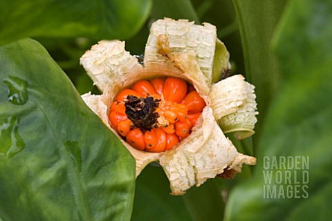 ALOCASIA_MACRORRHIZOS_SPLIT_SEED_POD_WITH_ORANGE_SEEDS