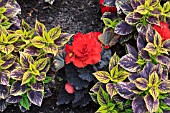 BEGONIA TUBER HYBRIDA WITH COLEUS