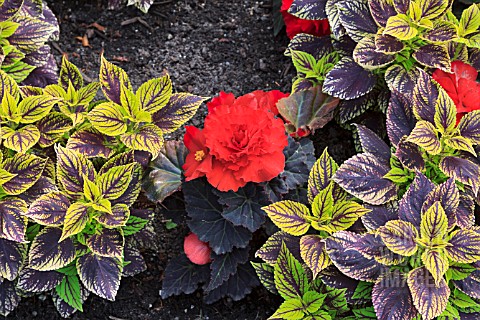 BEGONIA_TUBER_HYBRIDA_WITH_COLEUS