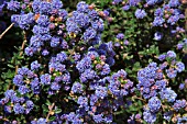 CEANOTHUS