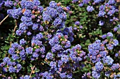 CEANOTHUS