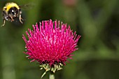 CIRSIUM RIVULARE ATROPURPUREUM