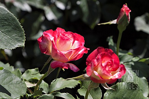 ROSA_DOUBLE_DELIGHT