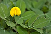 ARACHIS PINTOI