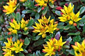 SEDUM KAMSCHATICUM FLORIFERUM WETHENSTEPHANER GOLD