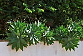 AGAVE ATTENUATA