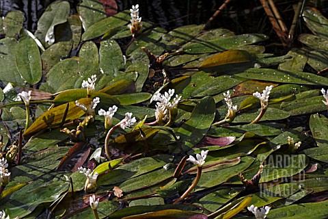 APONOGETON_DISTACHYOS