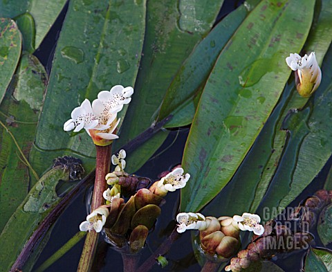 APONOGETON_DISTACHYOS