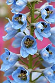 DELPHINIUM CULTORUM X PACIFIC GIANT ROUND TABLE