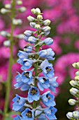 DELPHINIUM CULTORUM X PACIFIC GIANT ROUND TABLE