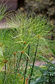 CYPERUS PAPYRUS