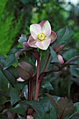 HELLEBORUS X BALLARDIAE HGC PINK FROST