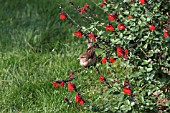 HOUSE SPARROW ON SALVIA MICROPHYLLA