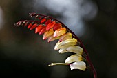 IPOMOEA LOBATA