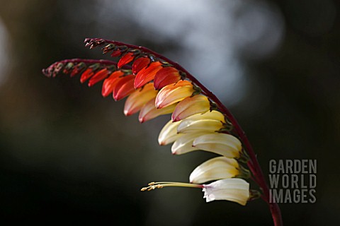 IPOMOEA_LOBATA