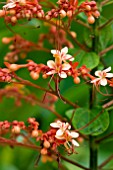 CELRODENDRUM PANICULATUM FLOWERS