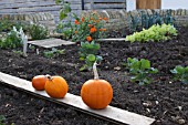 PUMPKINS IN THE KITCHEN GARDEN, JOHN CLARE COTTAGE, HELPSTON