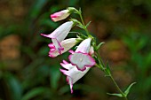 PENSTEMON PENSHAM LAURA